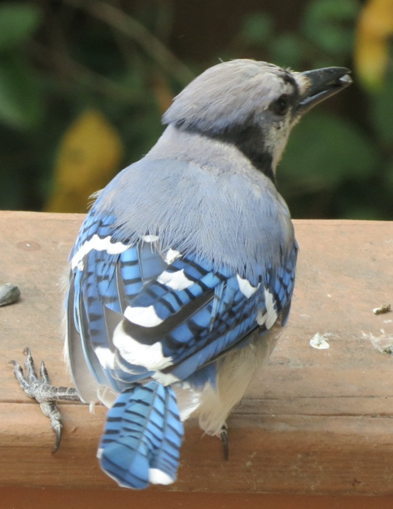 Blue Jay - ML623124286