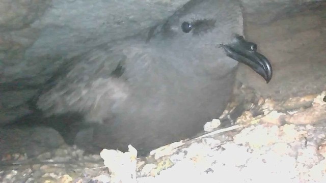 Markham's Storm-Petrel - ML623124287