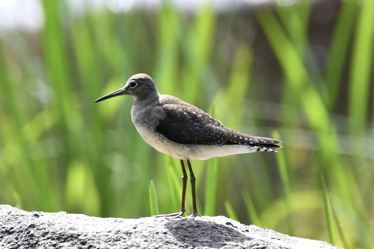 Solitary Sandpiper - ML623124316