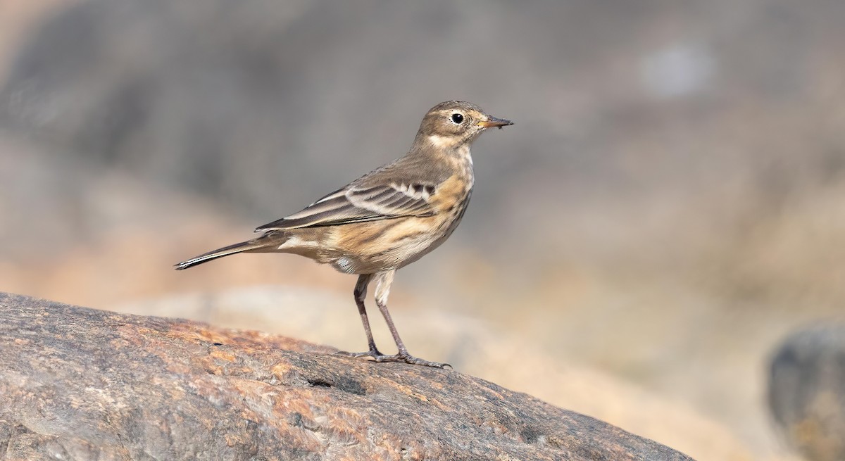 American Pipit - ML623124319