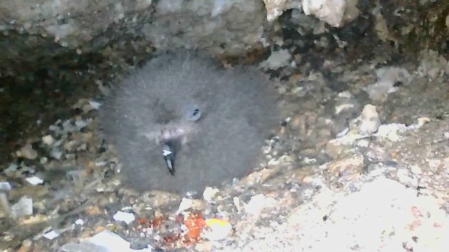 Markham's Storm-Petrel - ML623124345