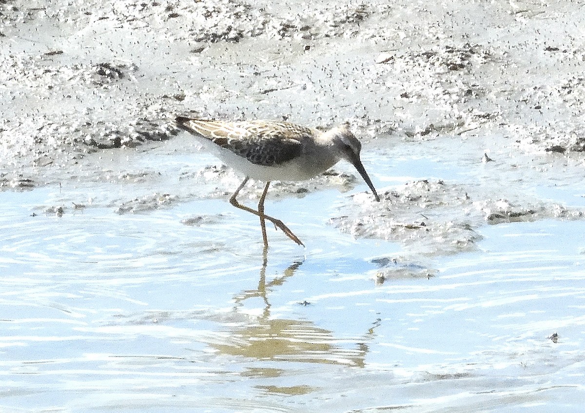 Stilt Sandpiper - ML623124360