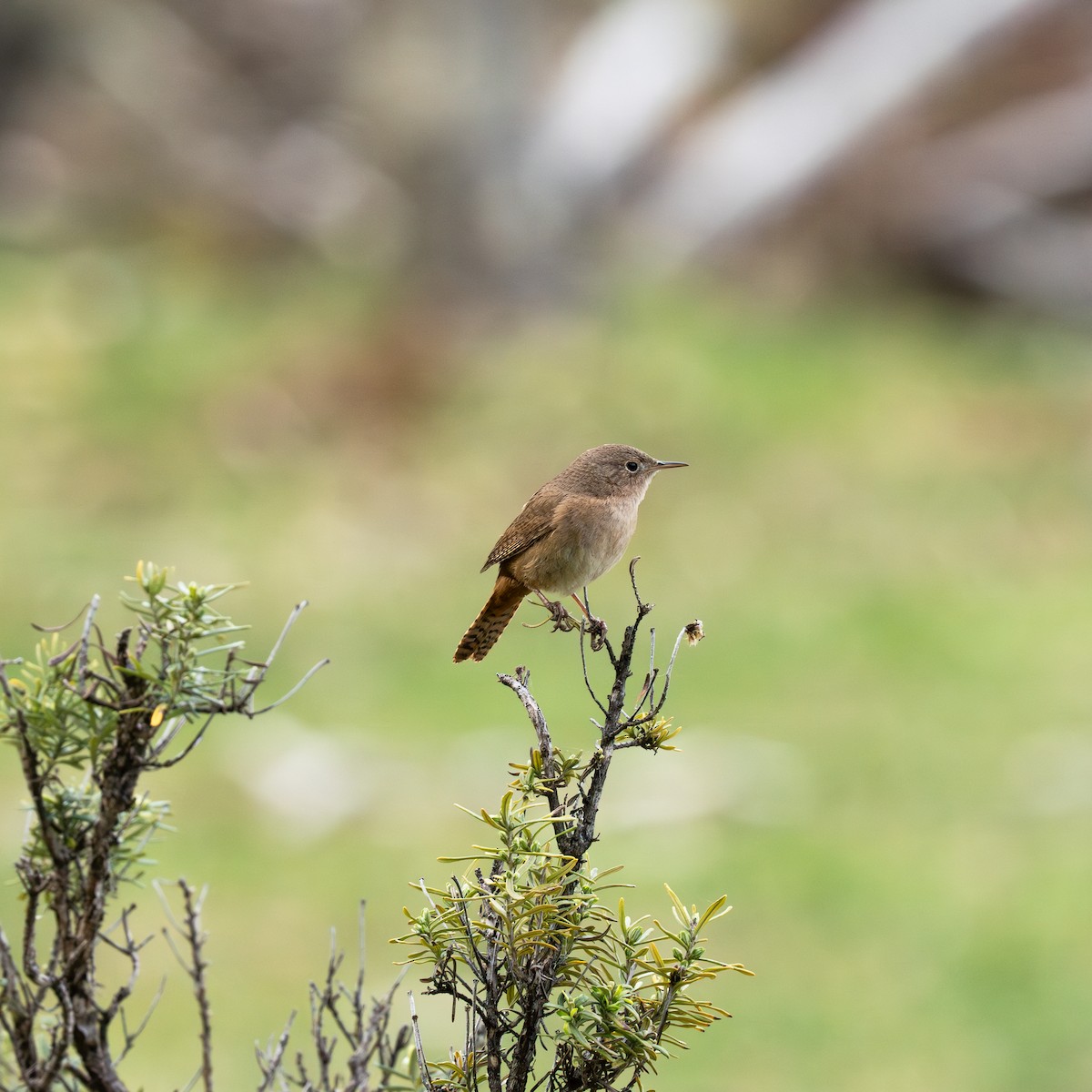 House Wren - ML623124371