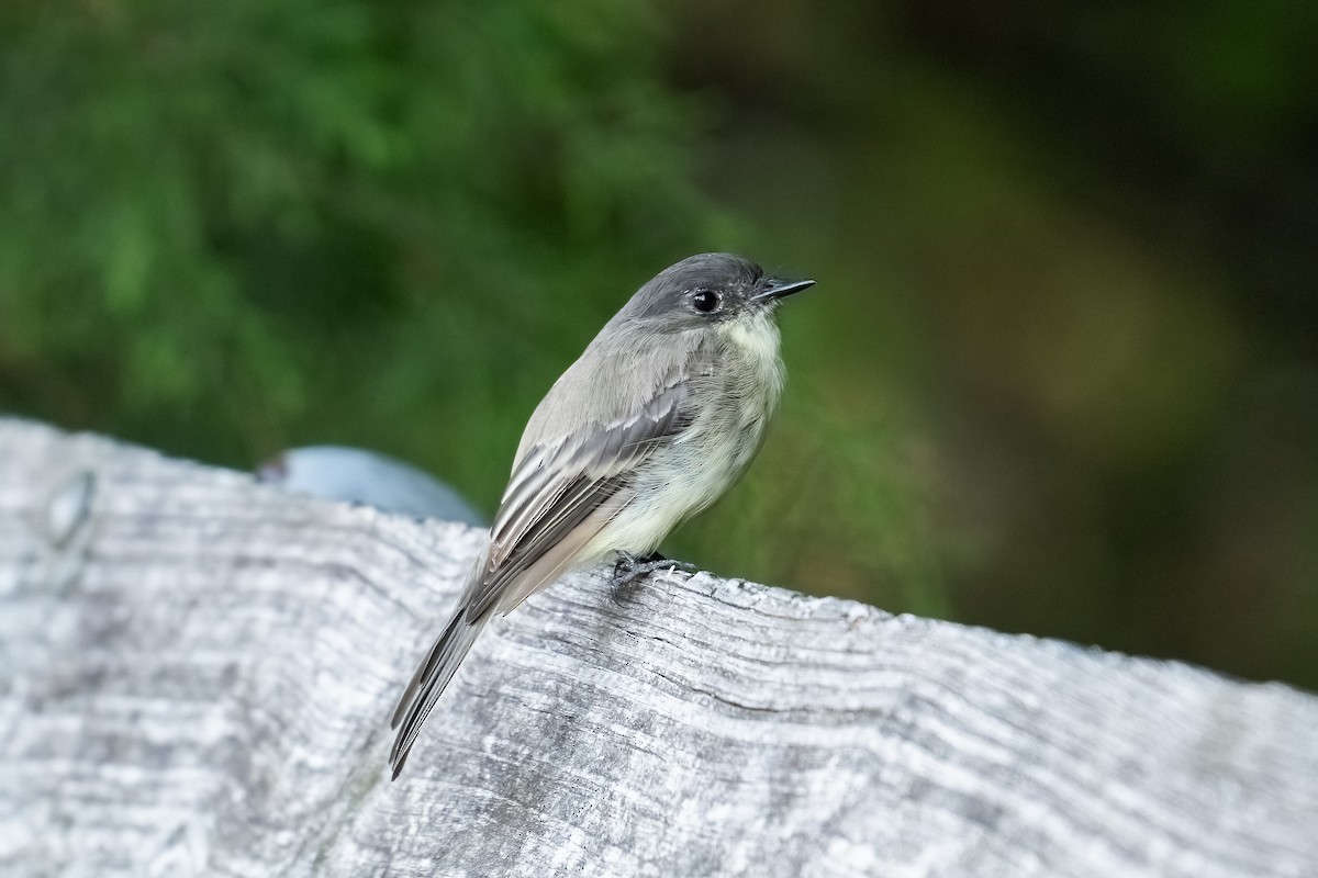 Eastern Phoebe - ML623124374