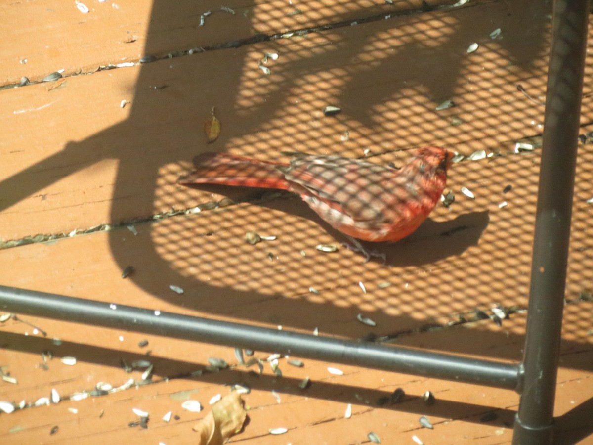 Northern Cardinal - ML623124393