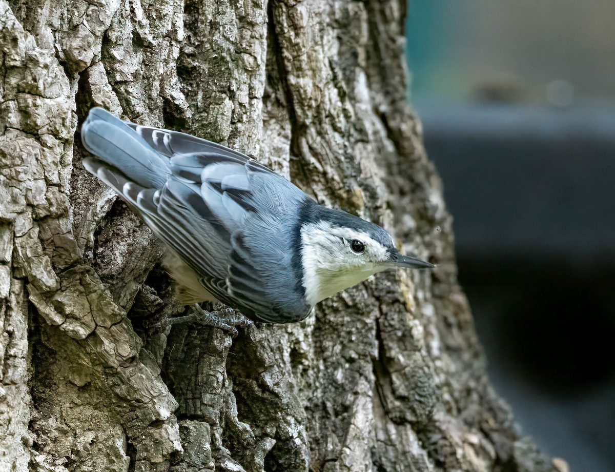 White-breasted Nuthatch - ML623124445