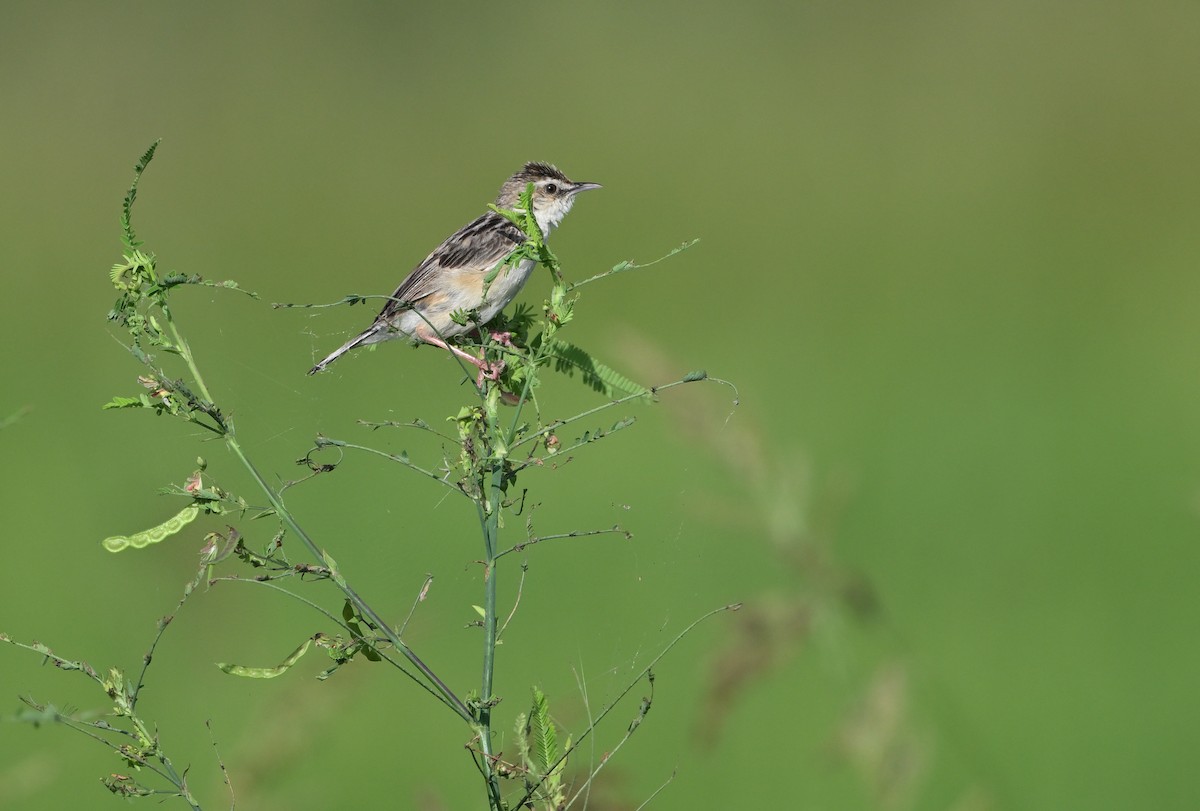 Zitting Cisticola - ML623124693