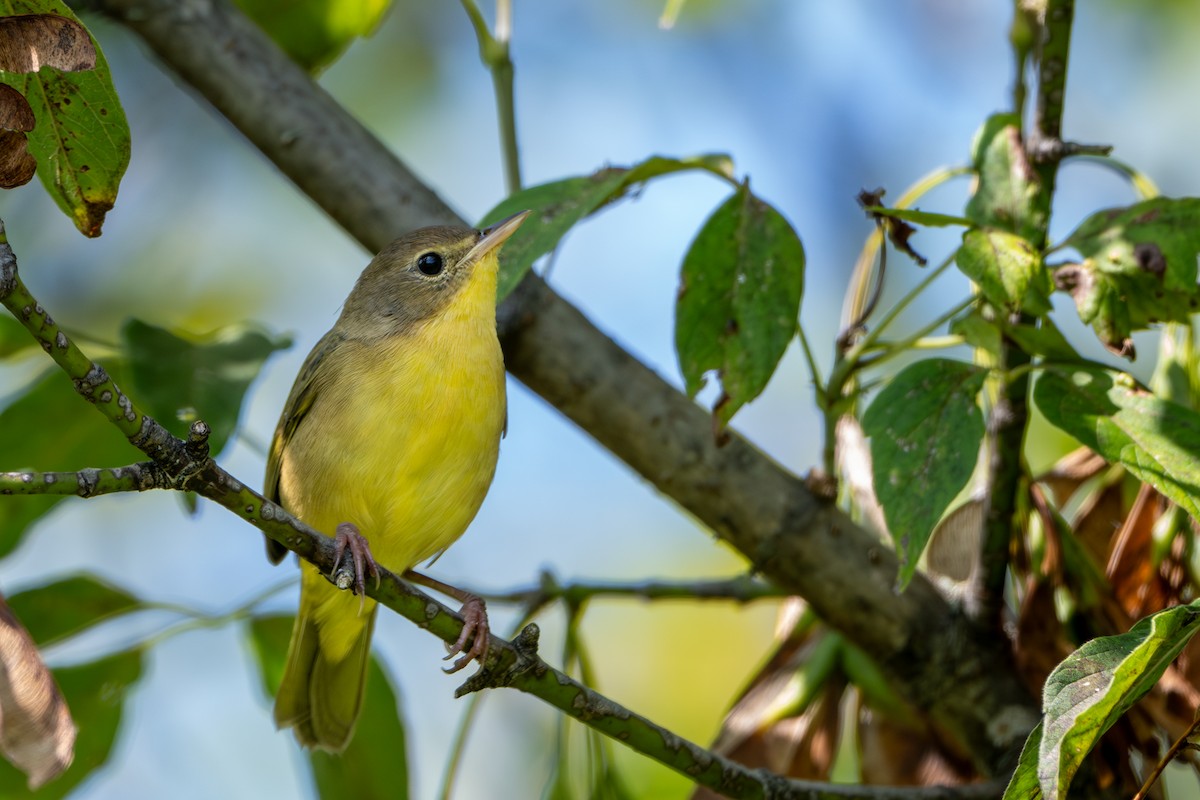 Common Yellowthroat - ML623124715