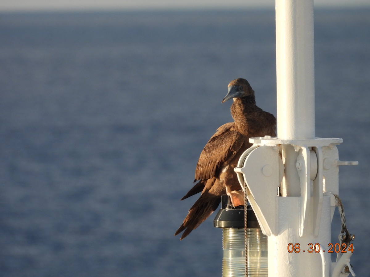 Brown Booby - ML623124799