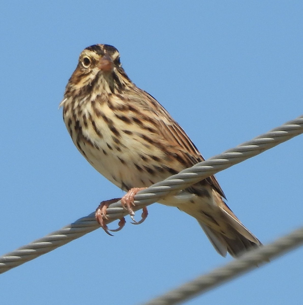 Savannah Sparrow - ML623124810