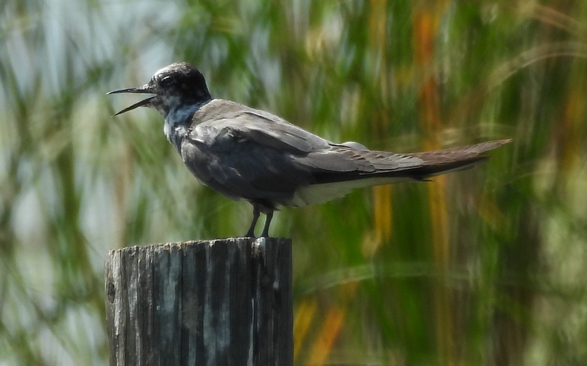 Black Tern - ML623124837