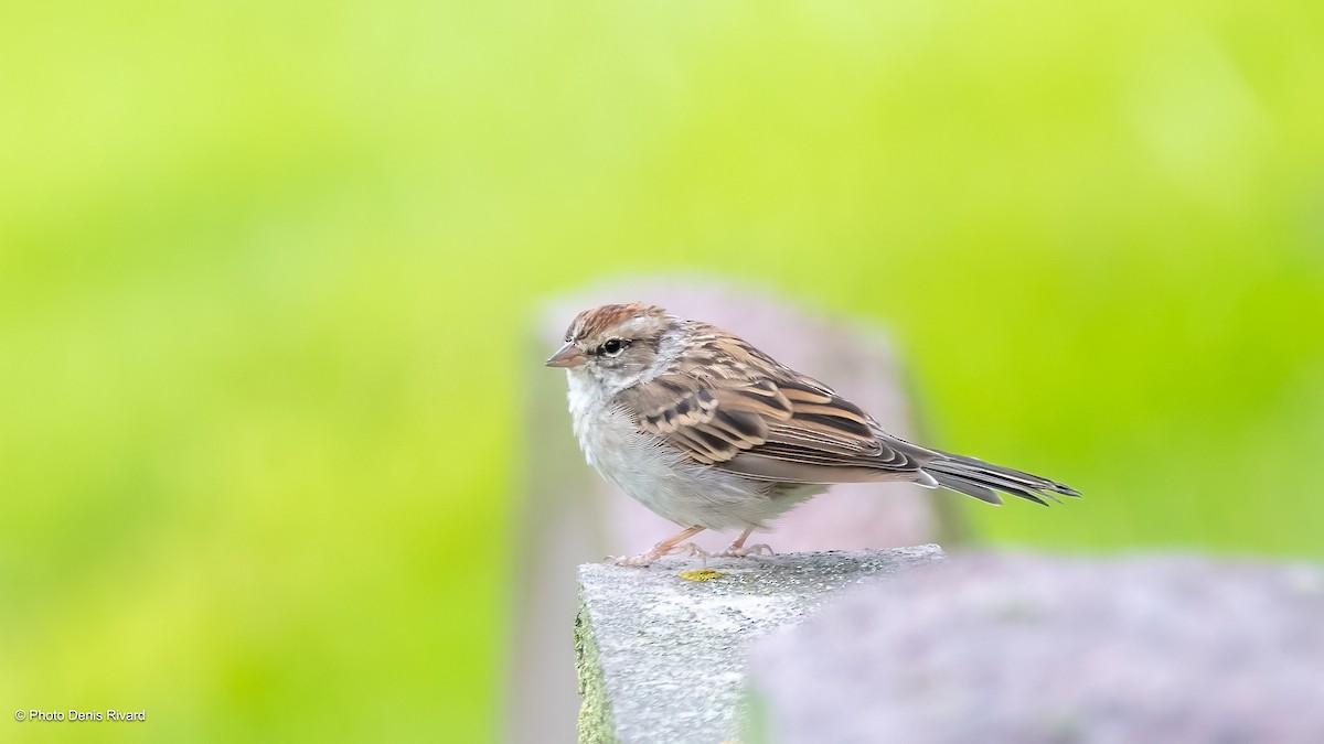Chipping Sparrow - ML623124882