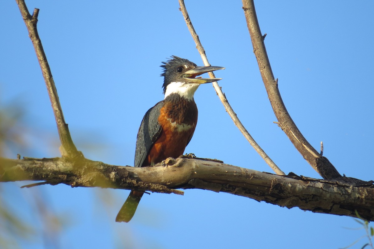 Ringed Kingfisher - ML623124901