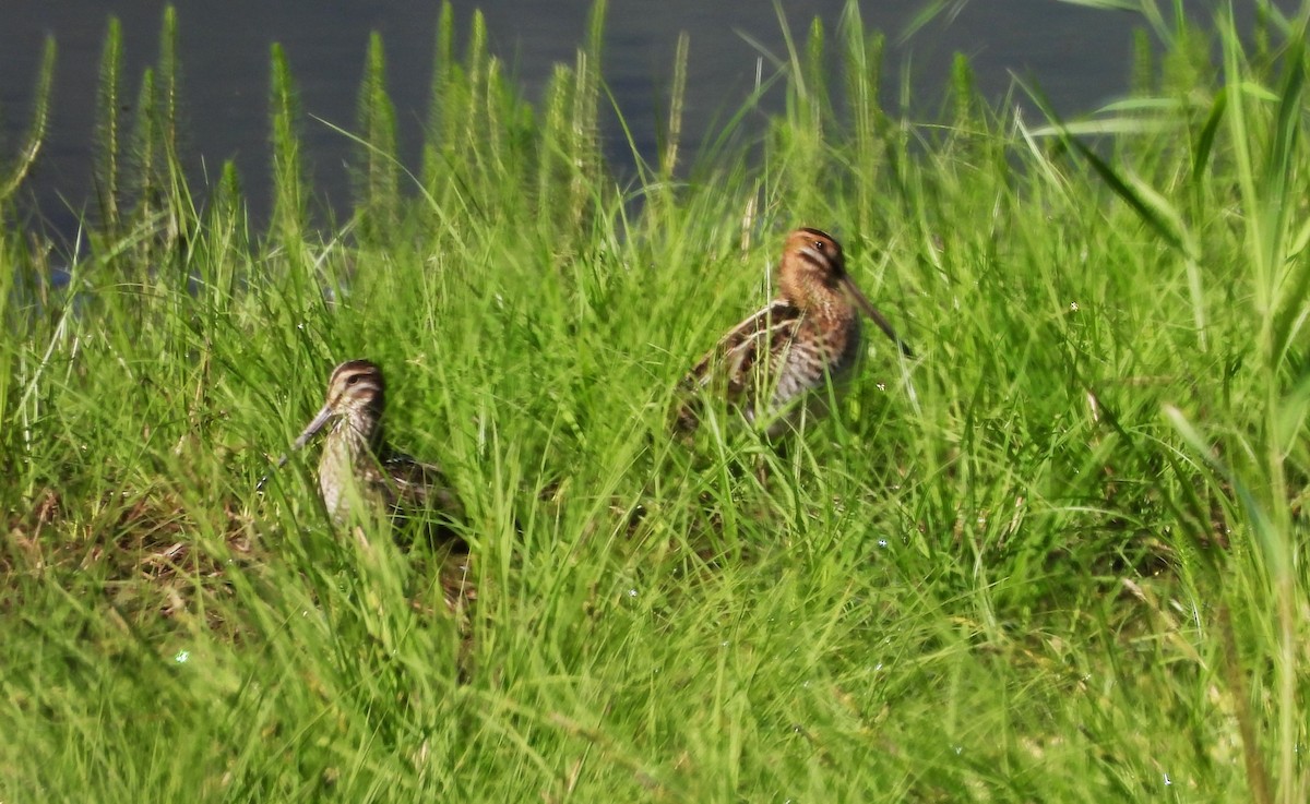 Wilson's Snipe - ML623124906