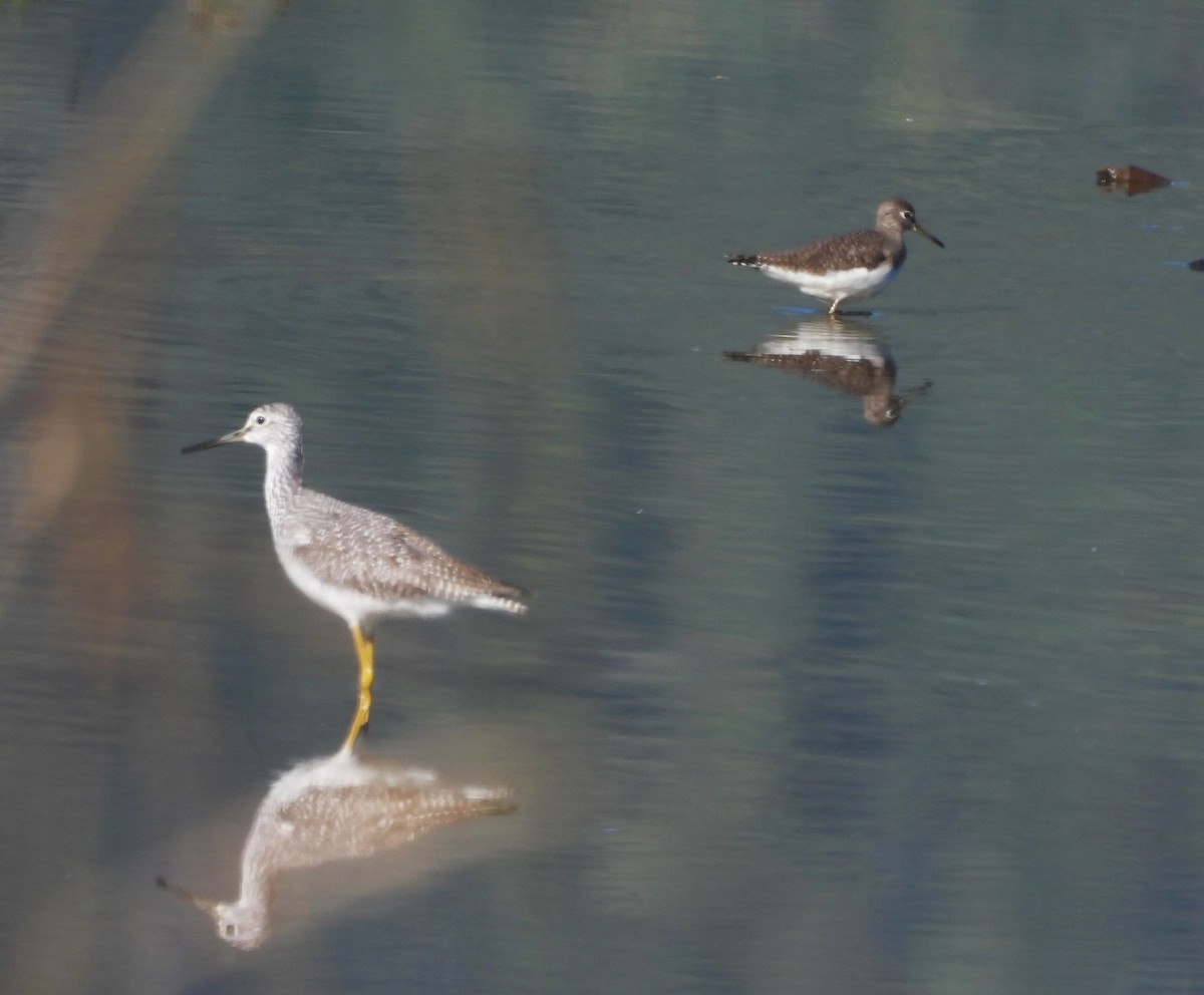 Greater Yellowlegs - Don Manson