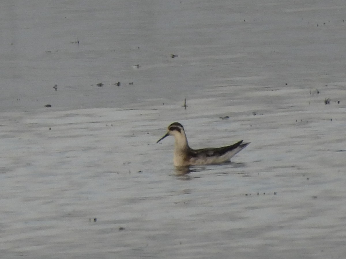 Phalarope à bec étroit - ML623124921