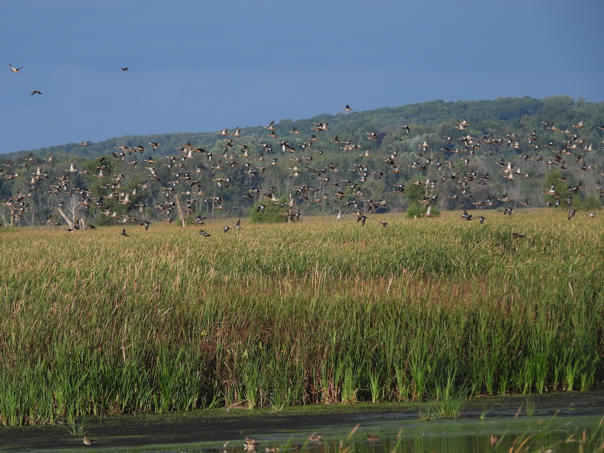 Blue-winged Teal - Brady Weston