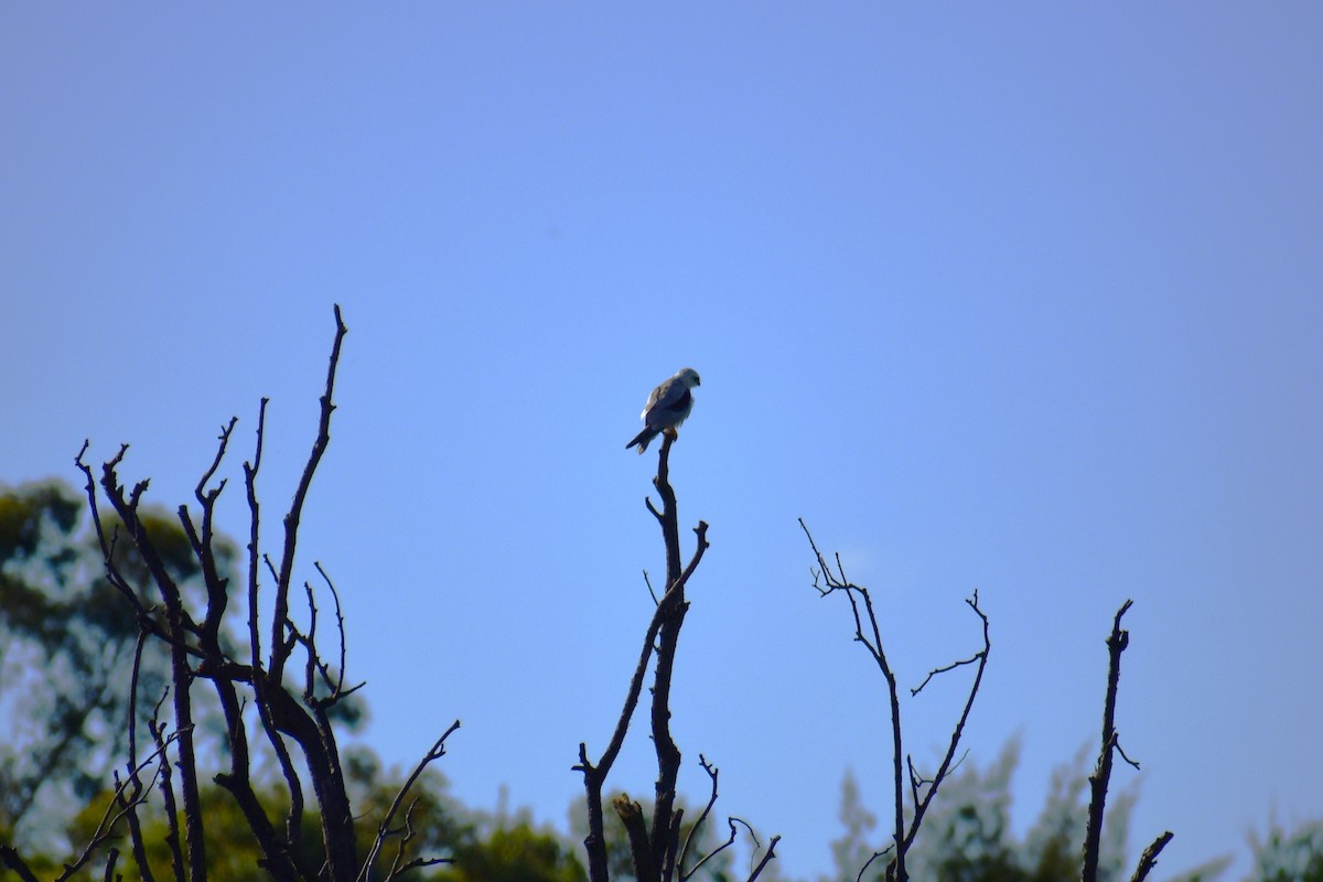 Black-shouldered Kite - ML623124944