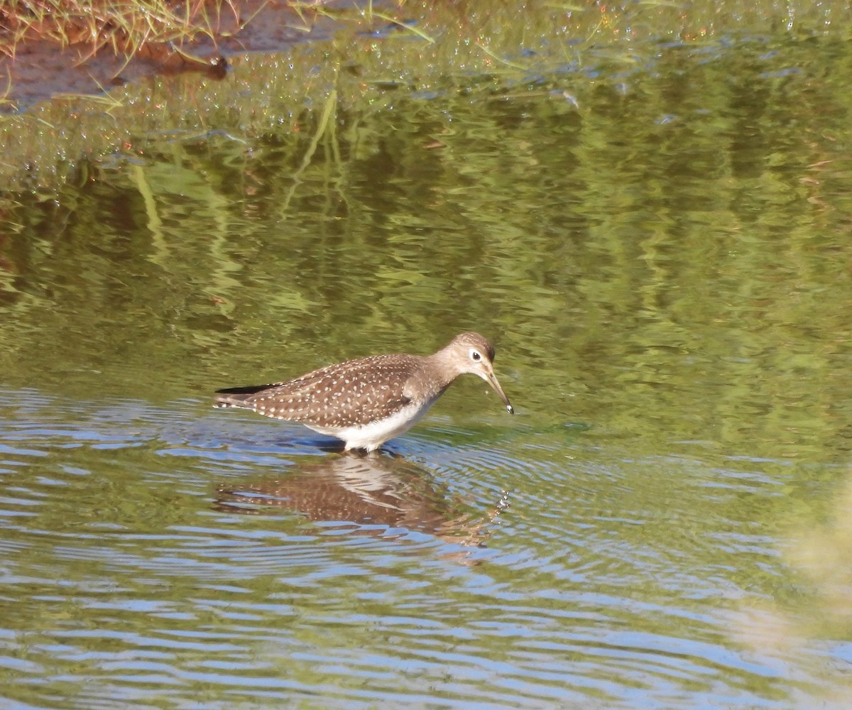 Solitary Sandpiper - ML623124964