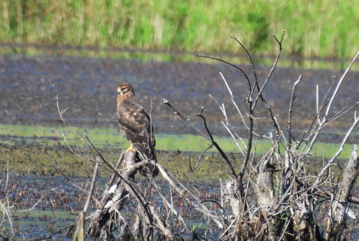 Northern Harrier - ML623124986