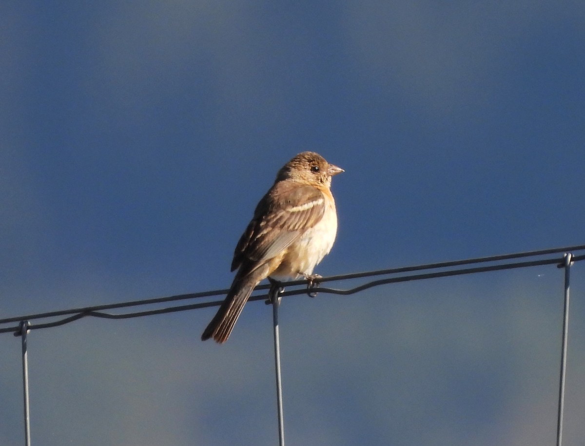 Lazuli Bunting - ML623124992