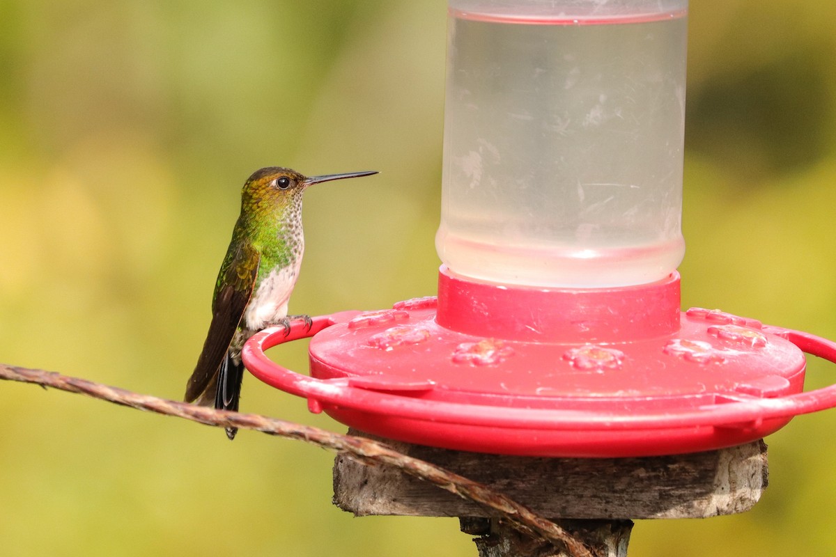 Greenish Puffleg - ML623125008