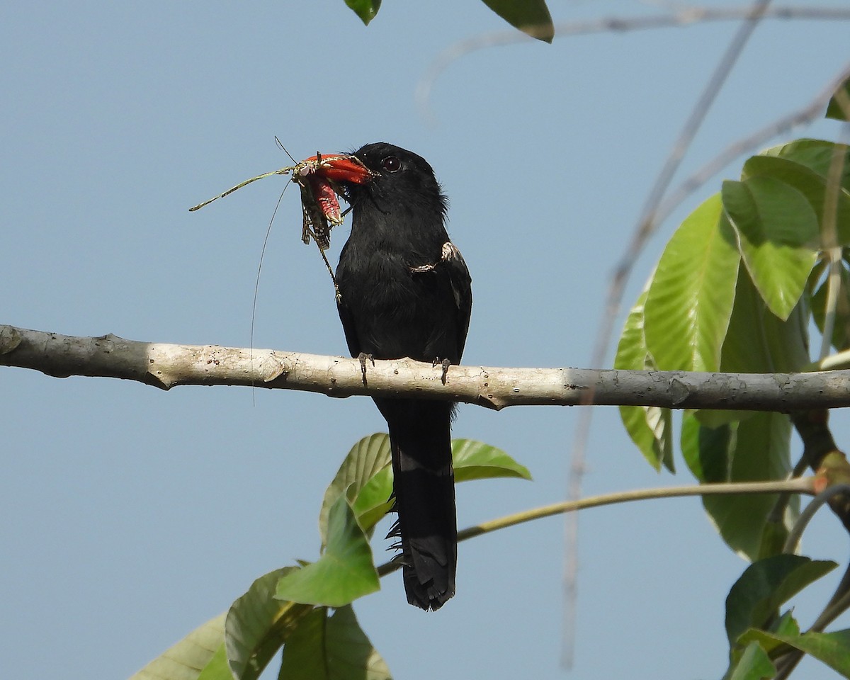 Black Nunbird - ML623125064