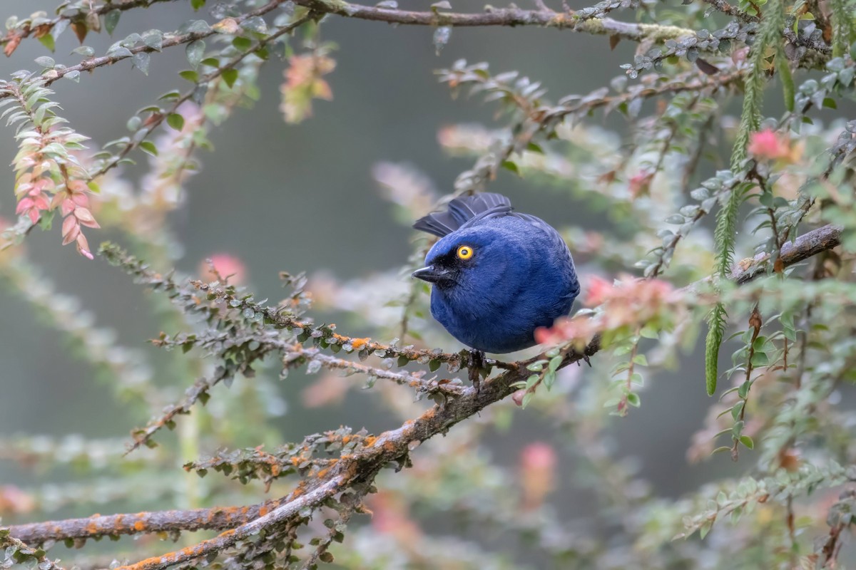 Deep-blue Flowerpiercer - ML623125206