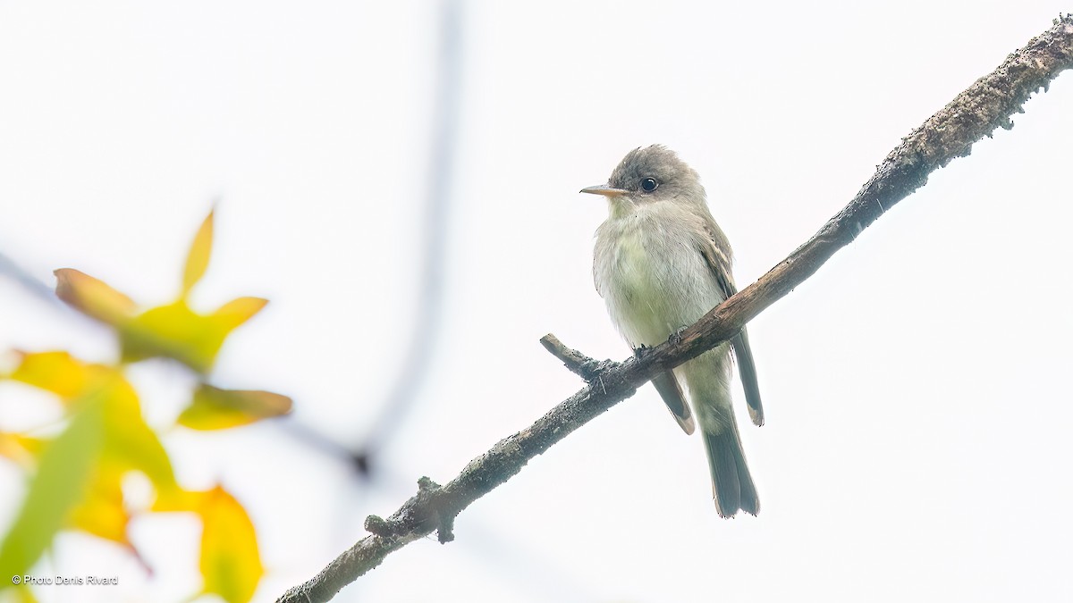 Eastern Wood-Pewee - ML623125210