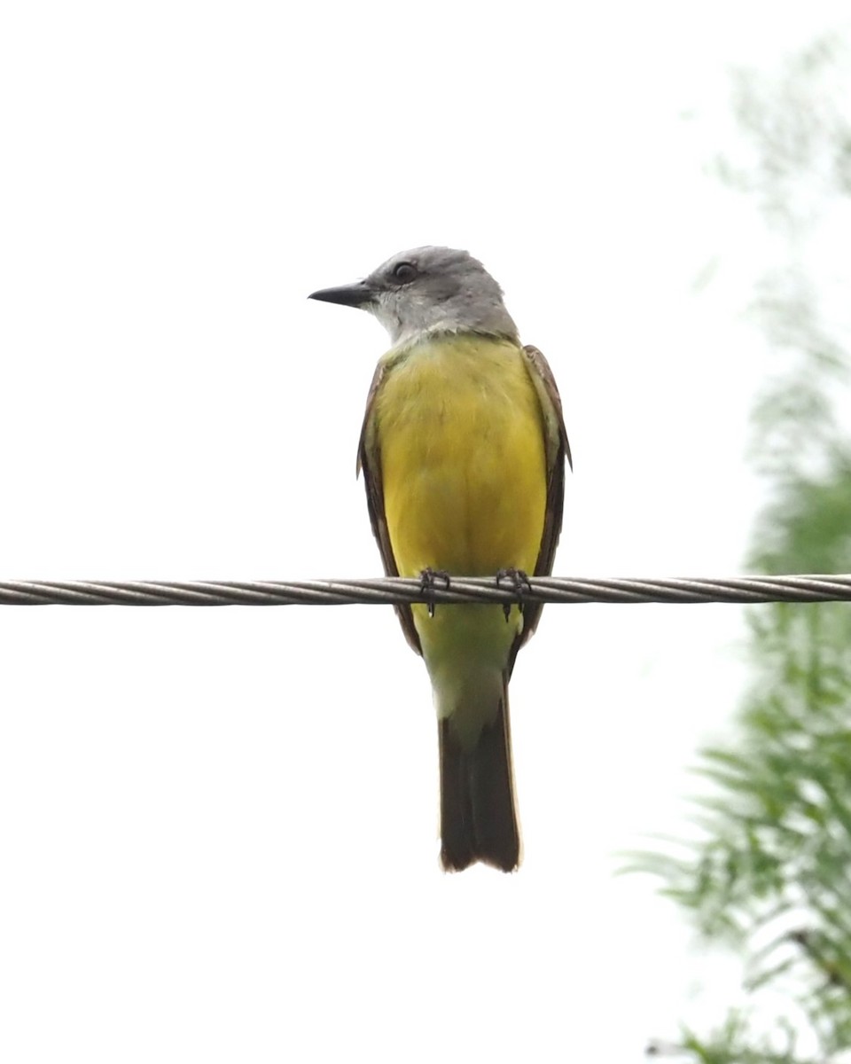 Couch's Kingbird - ML623125229