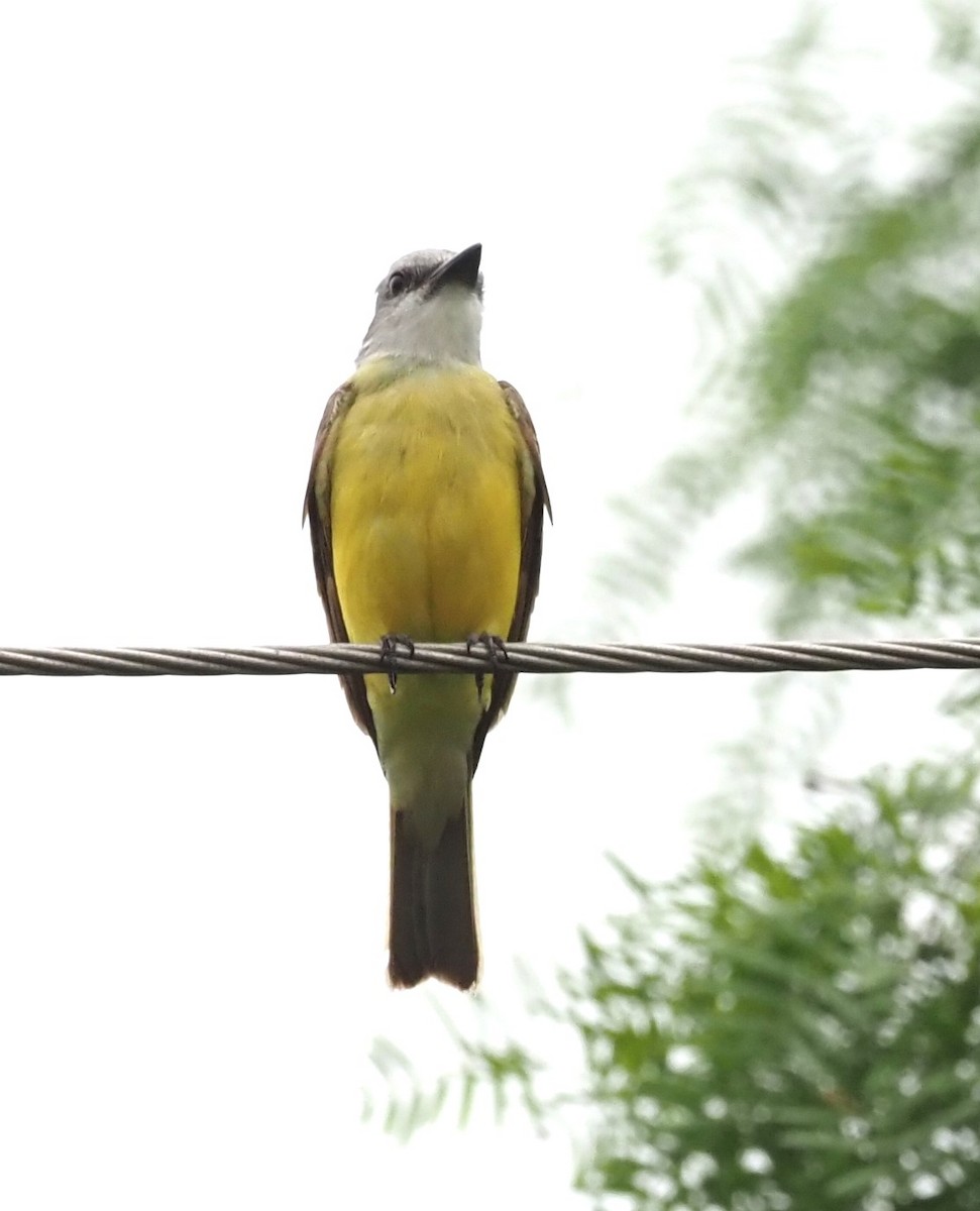 Couch's Kingbird - ML623125230