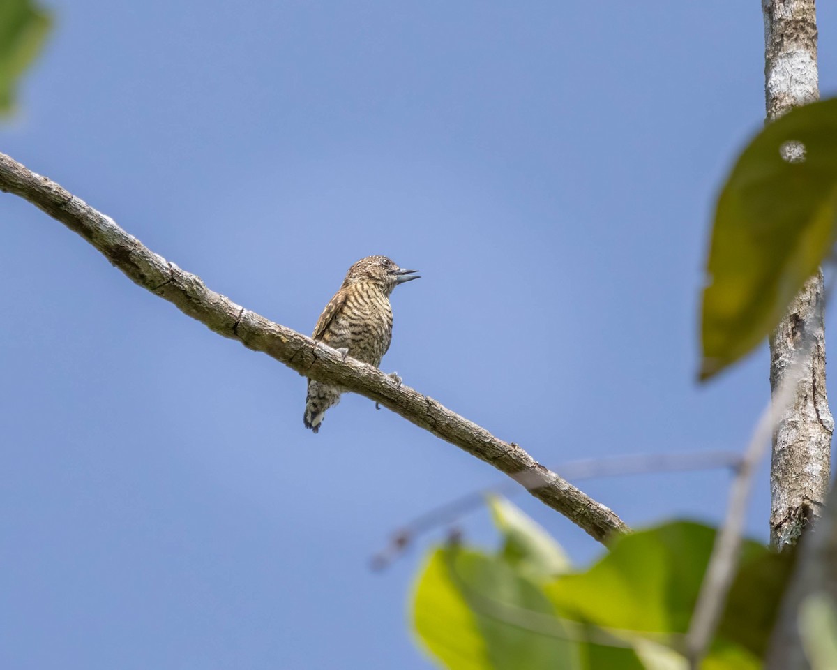 Lafresnaye's Piculet - ML623125253