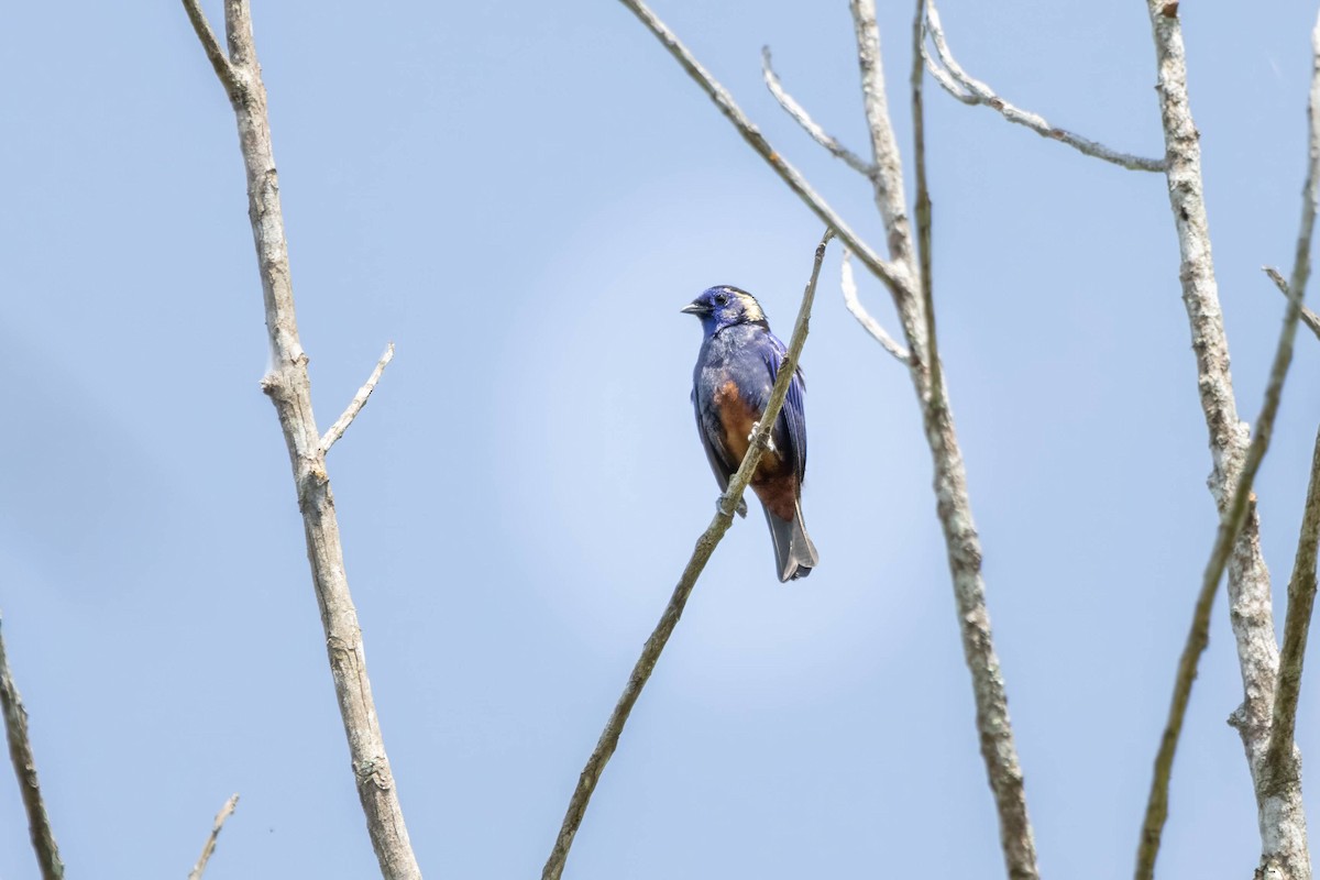 Opal-rumped Tanager - ML623125270