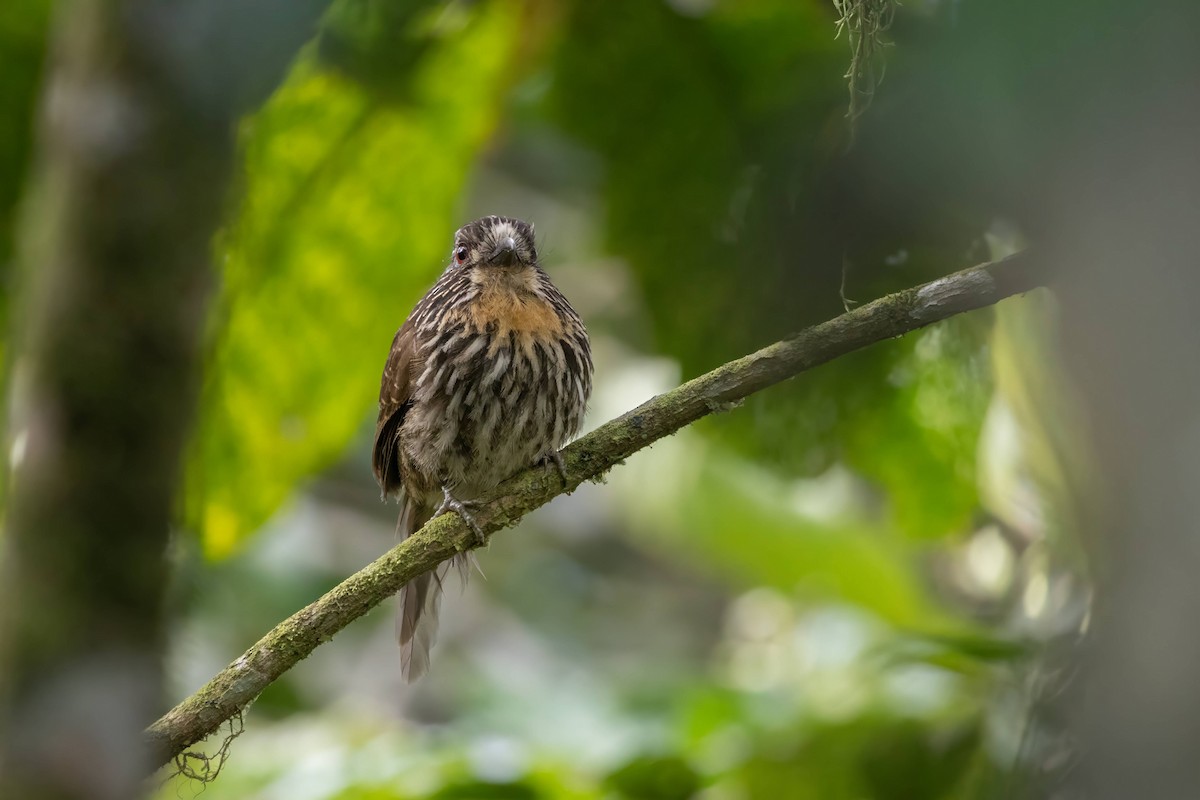 Black-streaked Puffbird - ML623125364