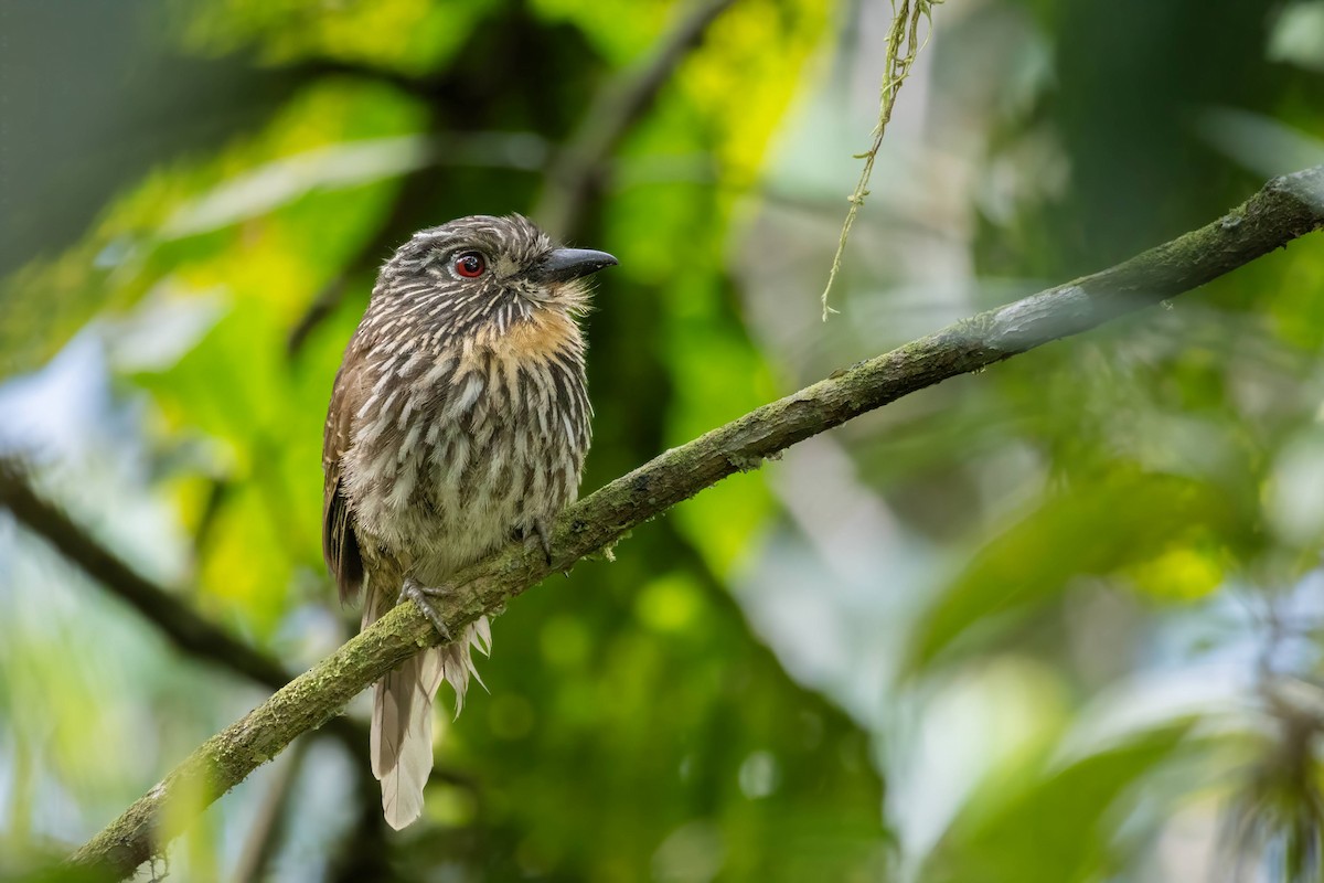 Black-streaked Puffbird - ML623125365