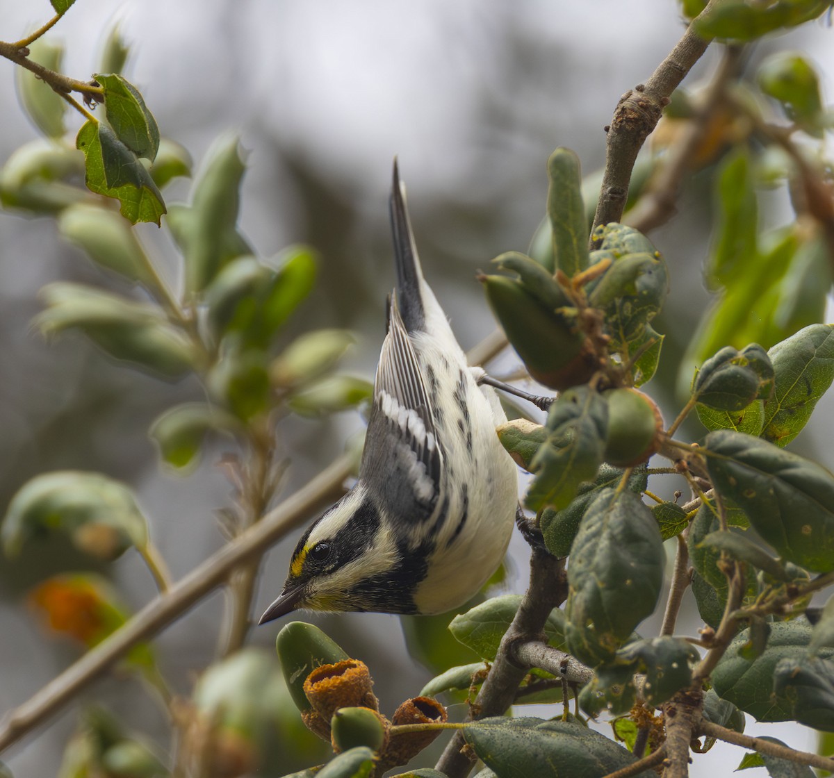 Black-throated Gray Warbler - ML623125376