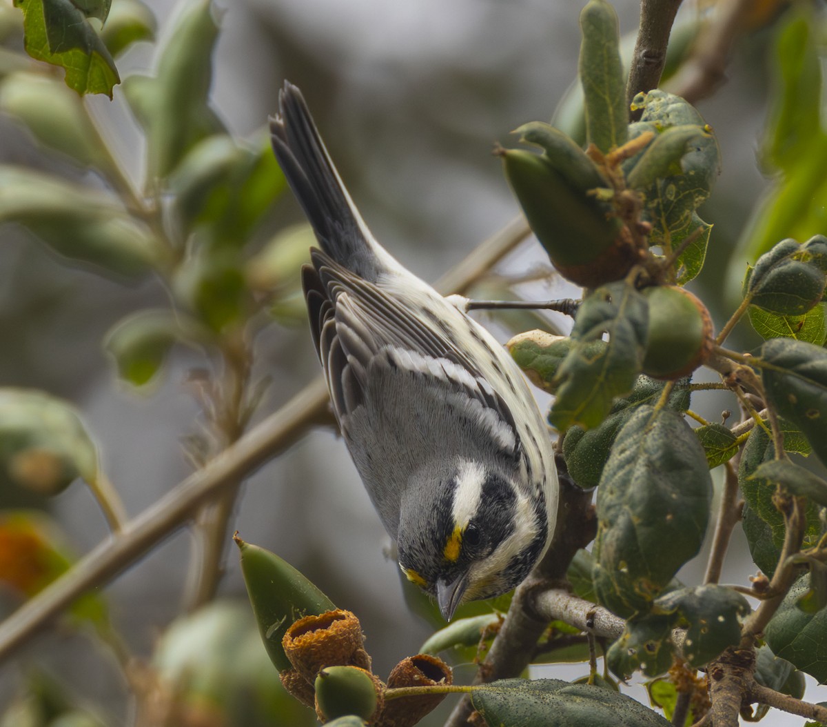 Black-throated Gray Warbler - ML623125380