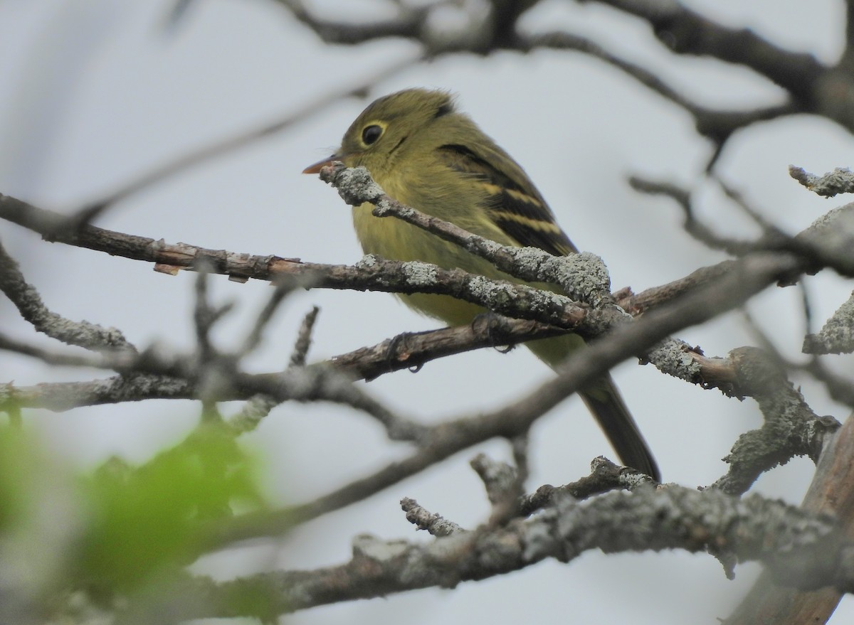 Yellow-bellied Flycatcher - ML623125383