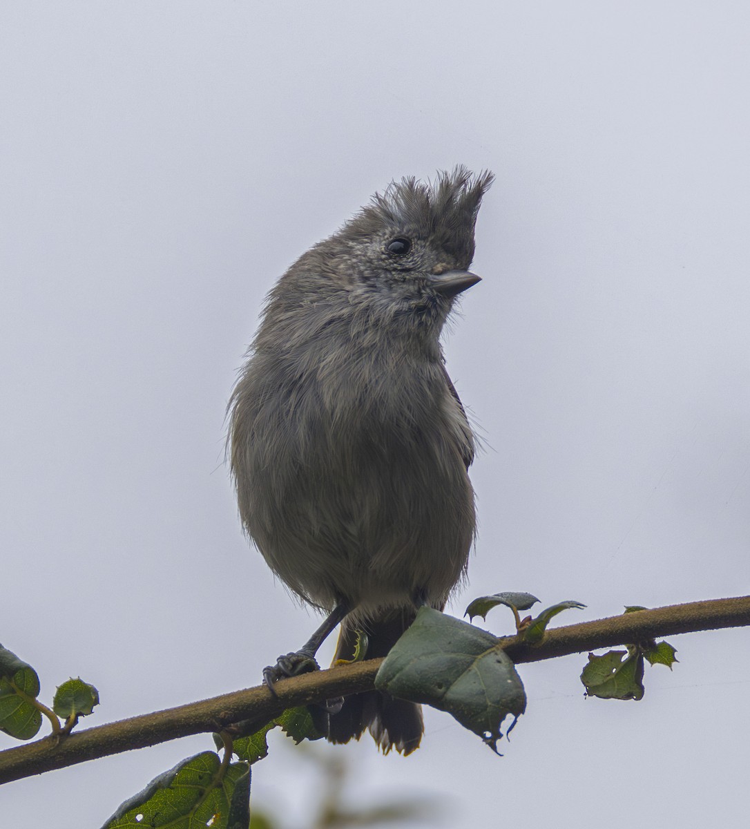 Oak Titmouse - ML623125384