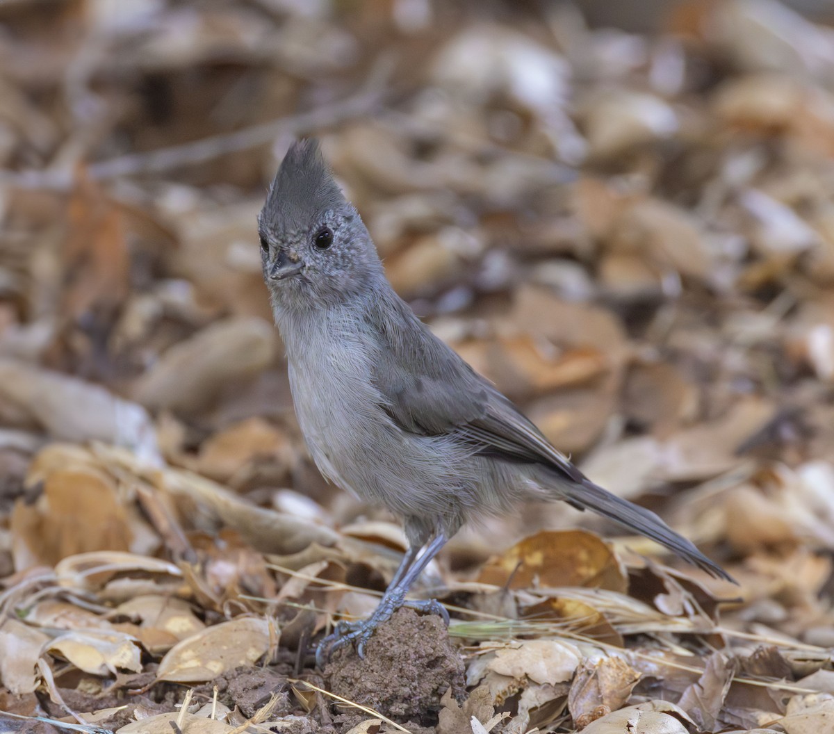 Oak Titmouse - ML623125385