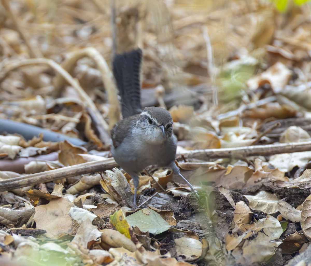 Bewick's Wren - ML623125391