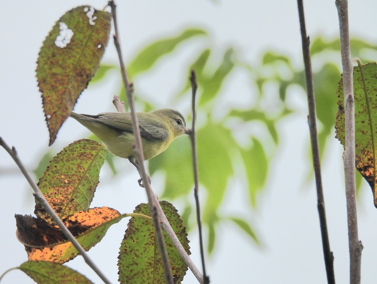 Philadelphia Vireo - ML623125401