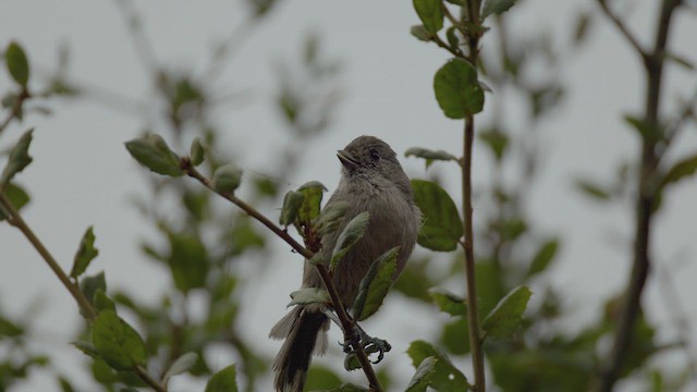 Oak Titmouse - ML623125414