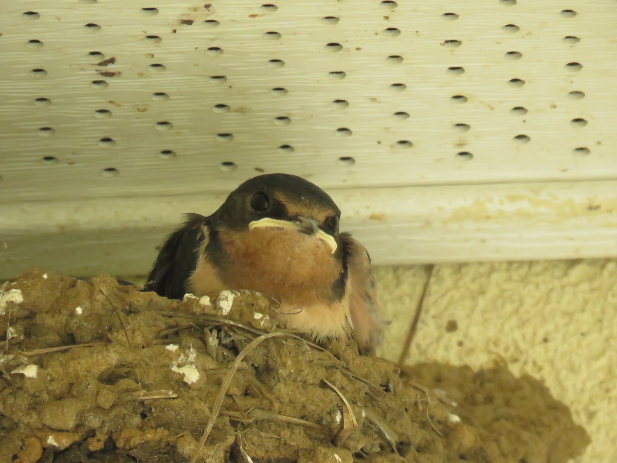 Barn Swallow - ML623125436