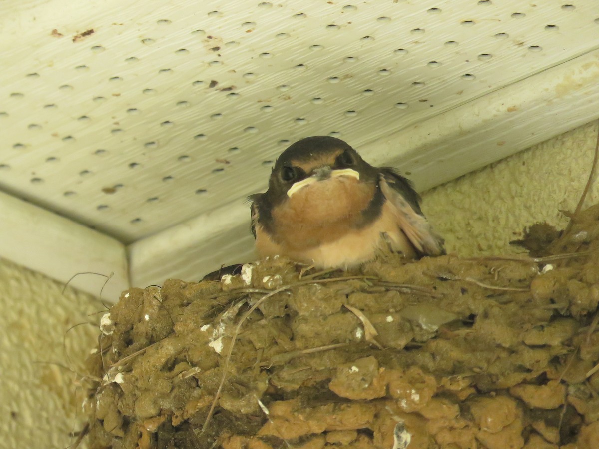 Barn Swallow - Lisa Mills