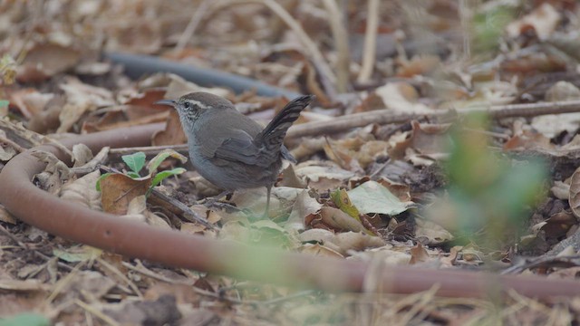 Bewick's Wren - ML623125456