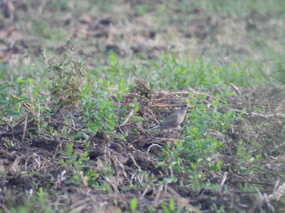 American Golden-Plover - ML623125488