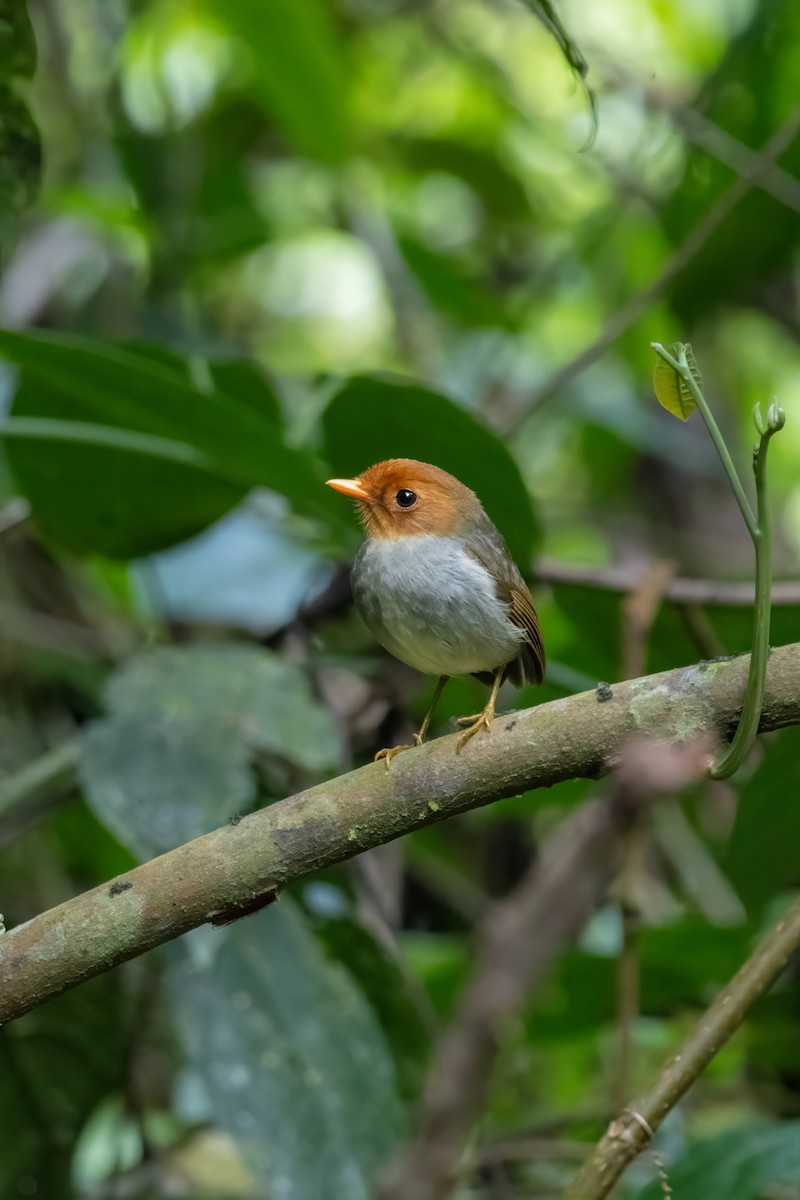 Hooded Antpitta - ML623125507