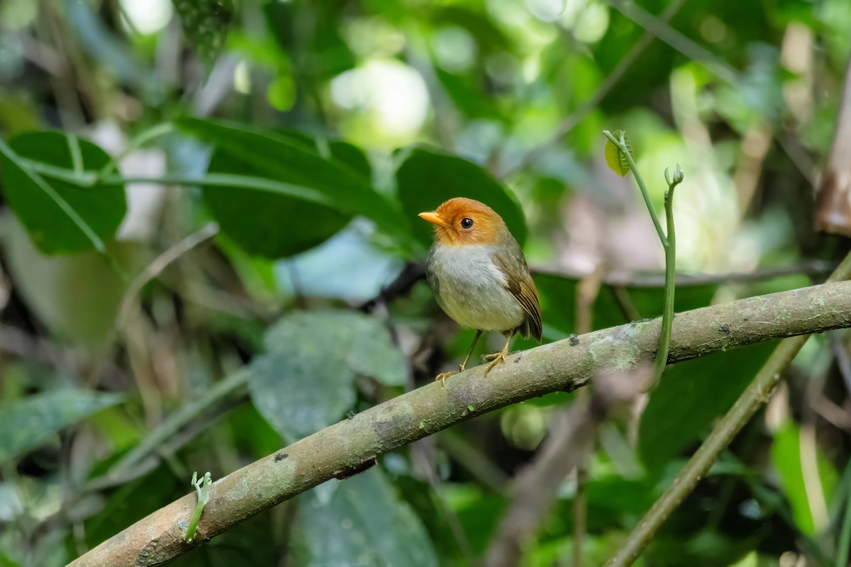 Hooded Antpitta - ML623125508