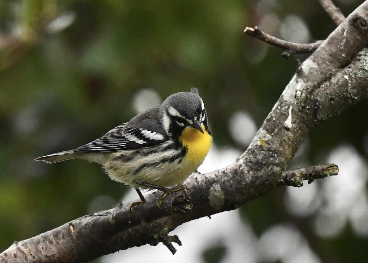 Yellow-throated Warbler - ML623125561